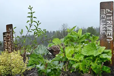 Ein Garten an der Unterkunft Ferienhof Landerleben