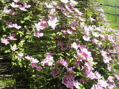 Ein Garten an der Unterkunft Rosanna
