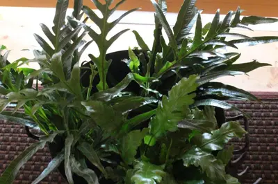 Ein Garten an der Unterkunft Studio Maria