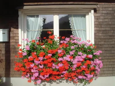 Ein Garten an der Unterkunft Apartment Sutterlüty