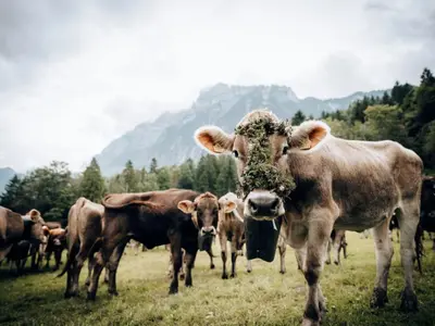Tiere in der Ferienwohnung oder in der Nähe