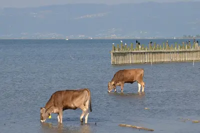 Tiere in der Ferienwohnung oder in der Nähe